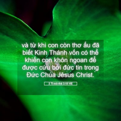 Picture 05 - 2 Ti-mô-thê 3:15 VIE - và từ khi con còn thơ ấu đã biết Kinh - Bible Verse Picture