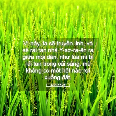 Picture 05 - A-mốt 9:9 VIE - Vì nầy, ta sẽ truyền lịnh, và sẽ - Bible Verse Picture