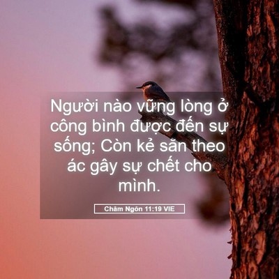 Picture 05 - Châm Ngôn 11:19 VIE - Người nào vững lòng ở công bình - Bible Verse Picture