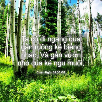 Picture 05 - Châm Ngôn 24:30 VIE - Ta có đi ngang qua gần ruộng kẻ biếng - Bible Verse Picture