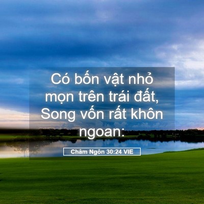 Picture 05 - Châm Ngôn 30:24 VIE - Có bốn vật nhỏ mọn trên trái đất, - Bible Verse Picture