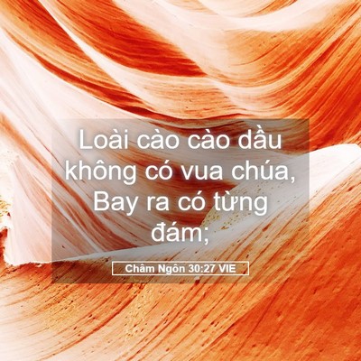 Picture 05 - Châm Ngôn 30:27 VIE - Loài cào cào dầu không có vua chúa, Bay - Bible Verse Picture