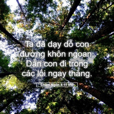 Picture 05 - Châm Ngôn 4:11 VIE - Ta đã dạy dỗ con đường khôn ngoan, - Bible Verse Picture
