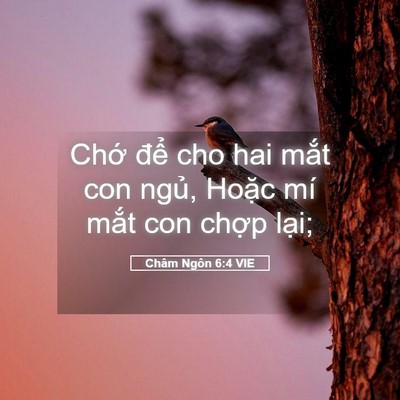 Picture 05 - Châm Ngôn 6:4 VIE - Chớ để cho hai mắt con ngủ, Hoặc mí - Bible Verse Picture