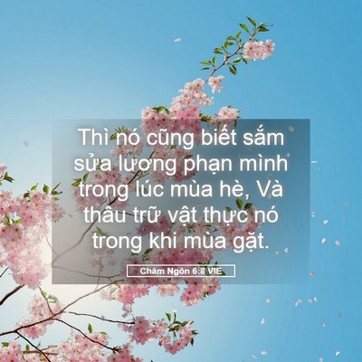 Picture 05 - Châm Ngôn 6:8 VIE - Thì nó cũng biết sắm sửa lương phạn - Bible Verse Picture