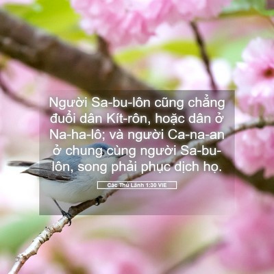 Picture 05 - Các Thủ Lãnh 1:30 VIE - Người Sa-bu-lôn cũng chẳng đuổi dân - Bible Verse Picture