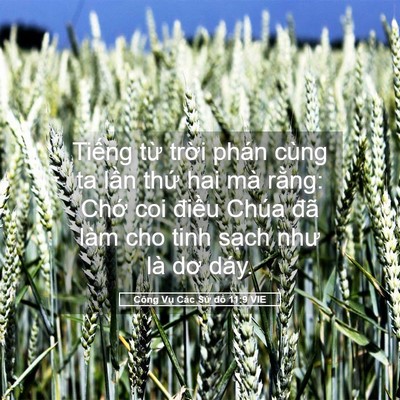 Picture 05 - Công Vụ Các Sứ đồ 11:9 VIE - Tiếng từ trời phán cùng ta lần thứ - Bible Verse Picture