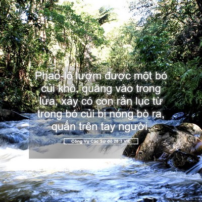 Picture 05 - Công Vụ Các Sứ đồ 28:3 VIE - Phao-lô lượm được một bó củi khô, - Bible Verse Picture