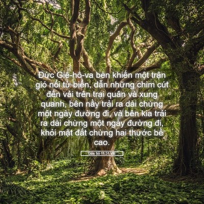 Picture 05 - Dân Số 11:31 VIE - Đức Giê-hô-va bèn khiến một trận gió - Bible Verse Picture