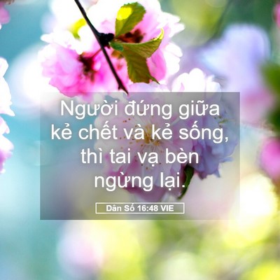 Picture 05 - Dân Số 16:48 VIE - Người đứng giữa kẻ chết và kẻ - Bible Verse Picture