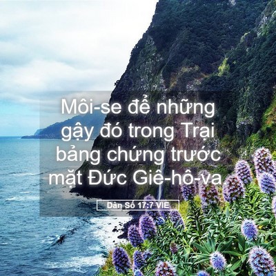 Picture 05 - Dân Số 17:7 VIE - Môi-se để những gậy đó trong Trại - Bible Verse Picture