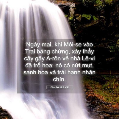 Picture 05 - Dân Số 17:8 VIE - Ngày mai, khi Môi-se vào Trại bảng - Bible Verse Picture