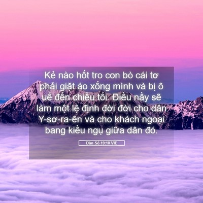Picture 05 - Dân Số 19:10 VIE - Kẻ nào hốt tro con bò cái tơ phải - Bible Verse Picture