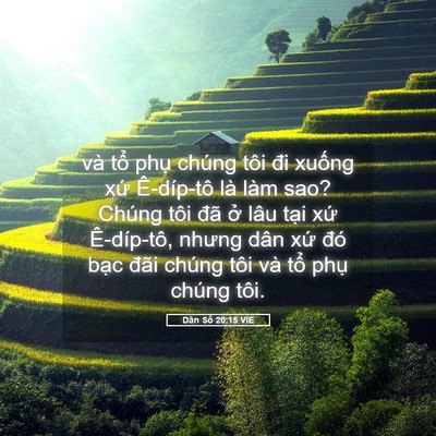 Picture 05 - Dân Số 20:15 VIE - và tổ phụ chúng tôi đi xuống xứ - Bible Verse Picture