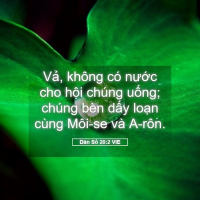 Picture 05 - Dân Số 20:2 VIE - Vả, không có nước cho hội chúng uống; - Bible Verse Picture
