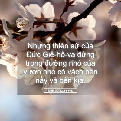 Picture 05 - Dân Số 22:24 VIE - Nhưng thiên sứ của Đức Giê-hô-va - Bible Verse Picture