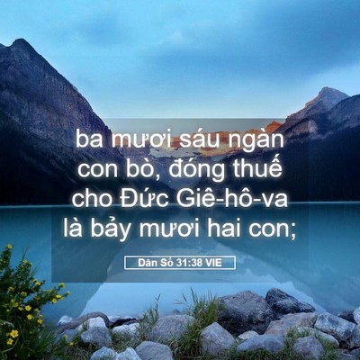 Picture 05 - Dân Số 31:38 VIE - ba mươi sáu ngàn con bò, đóng thuế cho - Bible Verse Picture