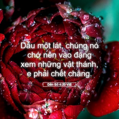 Picture 05 - Dân Số 4:20 VIE - Dẫu một lát, chúng nó chớ nên vào - Bible Verse Picture