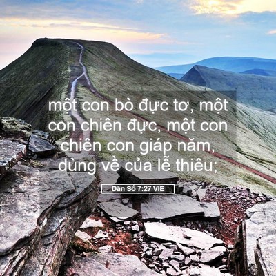 Picture 05 - Dân Số 7:27 VIE - một con bò đực tơ, một con chiên - Bible Verse Picture
