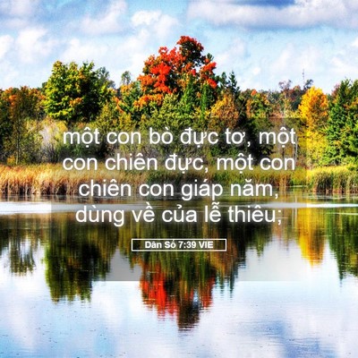 Picture 05 - Dân Số 7:39 VIE - một con bò đực tơ, một con chiên - Bible Verse Picture