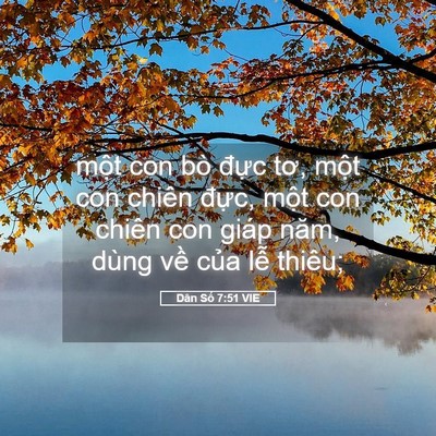 Picture 05 - Dân Số 7:51 VIE - một con bò đực tơ, một con chiên - Bible Verse Picture