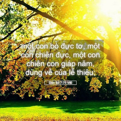 Picture 05 - Dân Số 7:75 VIE - một con bò đực tơ, một con chiên - Bible Verse Picture