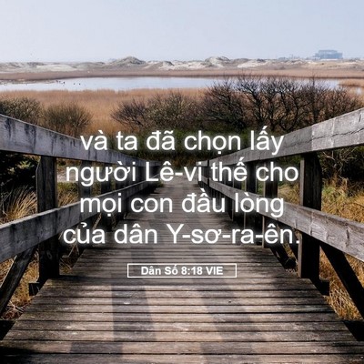 Picture 05 - Dân Số 8:18 VIE - và ta đã chọn lấy người Lê-vi thế - Bible Verse Picture