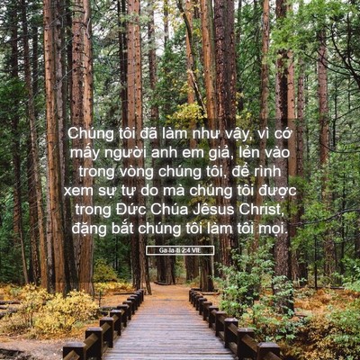 Picture 05 - Ga-la-ti 2:4 VIE - Chúng tôi đã làm như vậy, vì cớ mấy - Bible Verse Picture