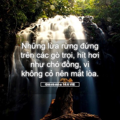 Picture 05 - Giê-rê-mi-a 14:6 VIE - Những lừa rừng đứng trên các gò - Bible Verse Picture