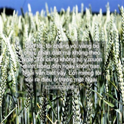 Picture 05 - Giê-rê-mi-a 17:16 VIE - Còn tôi, tôi chẳng vội vàng bỏ chức - Bible Verse Picture