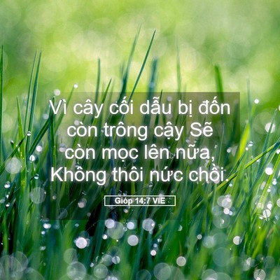 Picture 05 - Gióp 14:7 VIE - Vì cây cối dẫu bị đốn còn trông - Bible Verse Picture