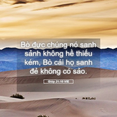 Picture 05 - Gióp 21:10 VIE - Bò đực chúng nó sanh sảnh không hề - Bible Verse Picture