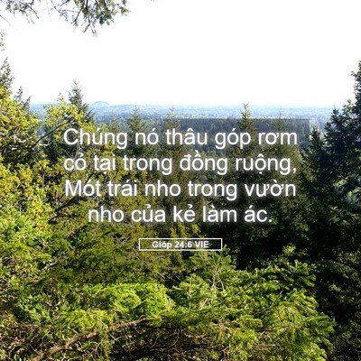 Picture 05 - Gióp 24:6 VIE - Chúng nó thâu góp rơm cỏ tại trong - Bible Verse Picture