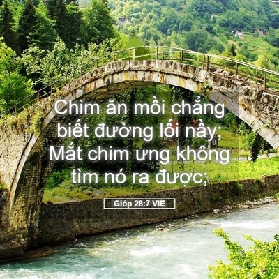 Picture 05 - Gióp 28:7 VIE - Chim ăn mồi chẳng biết đường lối - Bible Verse Picture