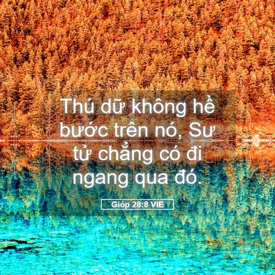 Picture 05 - Gióp 28:8 VIE - Thú dữ không hề bước trên nó, Sư tử - Bible Verse Picture