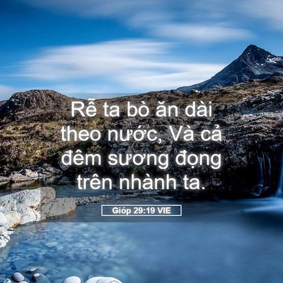 Picture 05 - Gióp 29:19 VIE - Rễ ta bò ăn dài theo nước, Và cả đêm - Bible Verse Picture