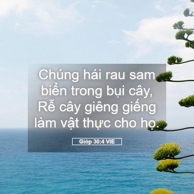 Picture 05 - Gióp 30:4 VIE - Chúng hái rau sam biển trong bụi cây, Rễ - Bible Verse Picture