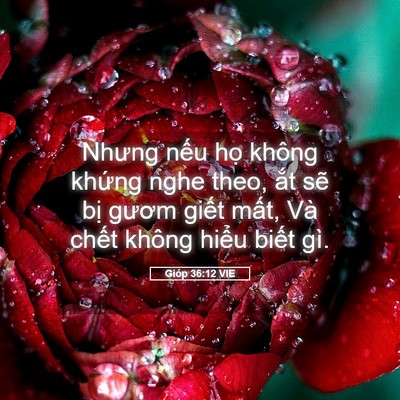 Picture 05 - Gióp 36:12 VIE - Nhưng nếu họ không khứng nghe theo, ắt - Bible Verse Picture