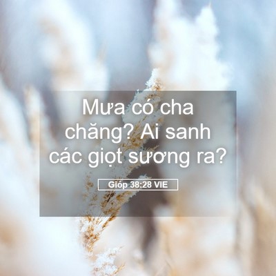 Picture 05 - Gióp 38:28 VIE - Mưa có cha chăng? Ai sanh các giọt sương - Bible Verse Picture