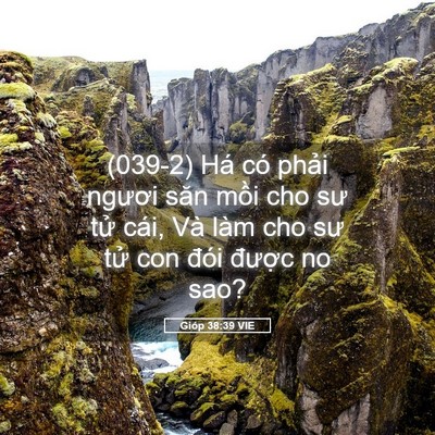 Picture 05 - Gióp 38:39 VIE - (039-2) Há có phải ngươi săn mồi cho sư - Bible Verse Picture
