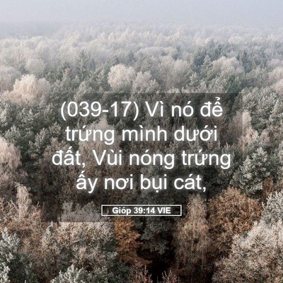 Picture 05 - Gióp 39:14 VIE - (039-17) Vì nó để trứng mình dưới - Bible Verse Picture