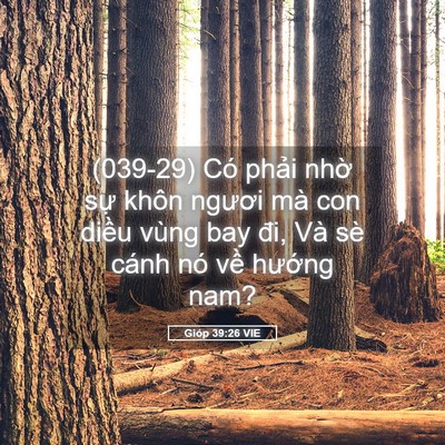 Picture 05 - Gióp 39:26 VIE - (039-29) Có phải nhờ sự khôn ngươi mà - Bible Verse Picture