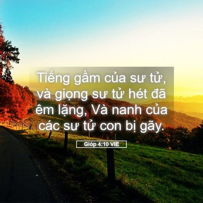 Picture 05 - Gióp 4:10 VIE - Tiếng gầm của sư tử, và giọng sư - Bible Verse Picture