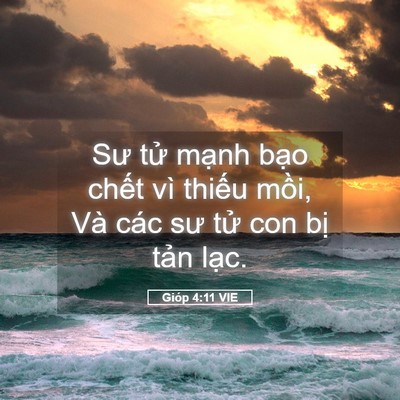Picture 05 - Gióp 4:11 VIE - Sư tử mạnh bạo chết vì thiếu mồi, - Bible Verse Picture