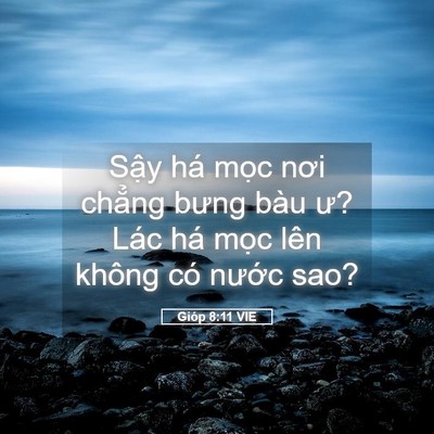Picture 05 - Gióp 8:11 VIE - Sậy há mọc nơi chẳng bưng bàu ư? Lác - Bible Verse Picture