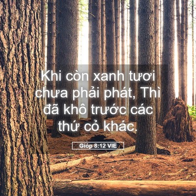 Picture 05 - Gióp 8:12 VIE - Khi còn xanh tươi chưa phải phát, Thì - Bible Verse Picture