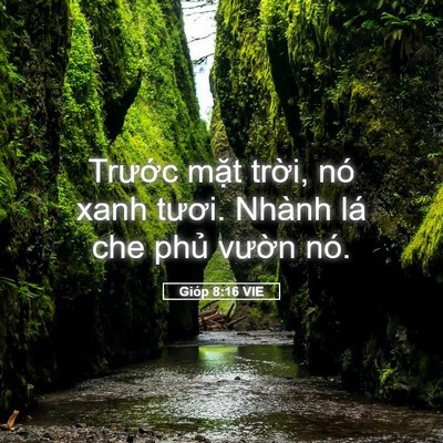 Picture 05 - Gióp 8:16 VIE - Trước mặt trời, nó xanh tươi. Nhành - Bible Verse Picture