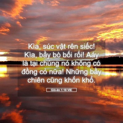 Picture 05 - Giô-ên 1:18 VIE - Kìa, súc vật rên siếc! Kìa, bầy bò - Bible Verse Picture
