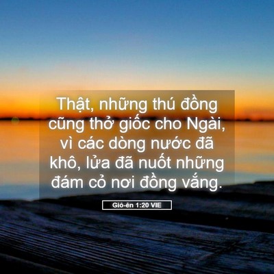 Picture 05 - Giô-ên 1:20 VIE - Thật, những thú đồng cũng thở giốc - Bible Verse Picture
