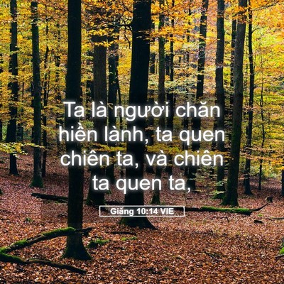 Picture 05 - Giăng 10:14 VIE - Ta là người chăn hiền lành, ta quen - Bible Verse Picture